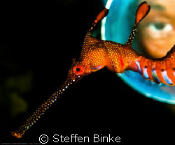 Weedy Seadragon & Diver by Steffen Binke 